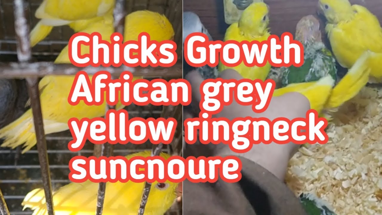 Chicks growth Yellow ringneck suncnoure African grey parrot HB Birds YouTube