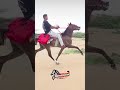 सिंधी चालबाज घोड़े की जबरदस्त स्पीड #Horseloverpk #Horse #HorseLover #Horse Racing #Sindhi#Chalbaaz