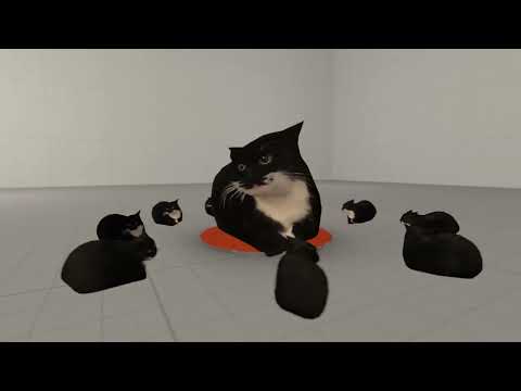 maxwell cat circle