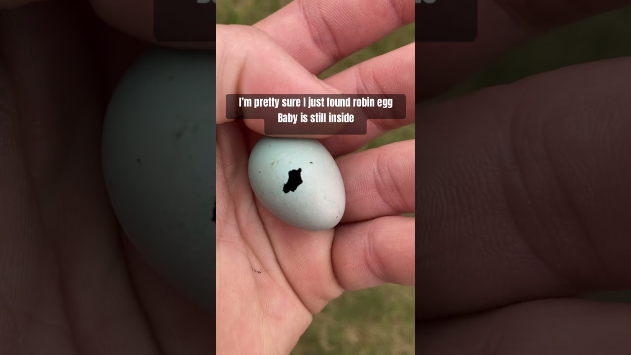 I found a robin egg 🪺 in my yard but mom is no where to be found .. so I took egg in incubating it