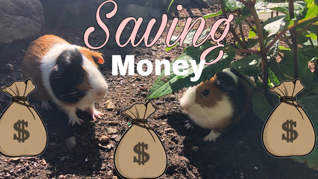 How to Save Money on Guinea Pigs! - YouTube - Unmatched Money-Saving Guinea Pig Snack Options