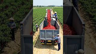Farmers are cutting chili peppers with modern machines and loading them into vehicles #chili #কৃষি