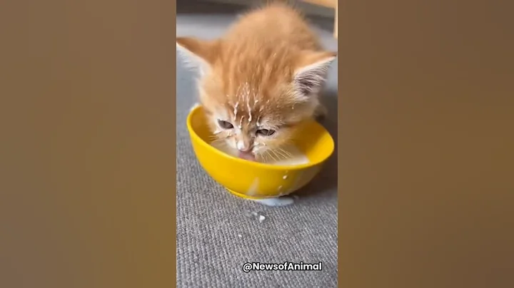 Cute Kitten Drinking Milk 🍼😺 Cutest Moment You’ll See Today! #shorts #cat #kitten