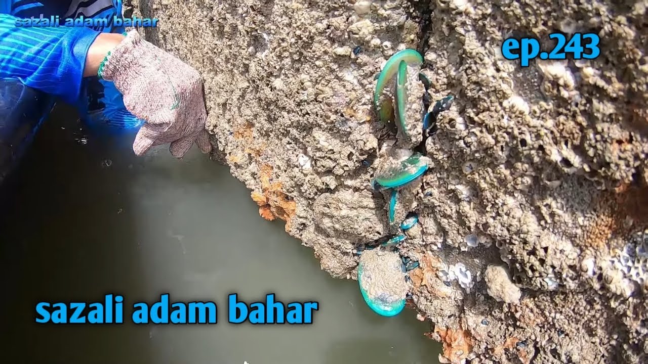 cari dan terus masak kupang ep.243