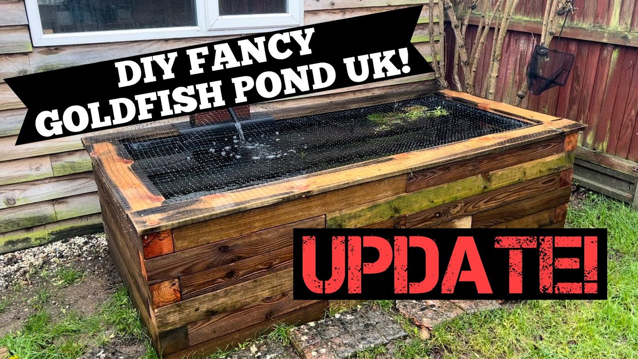 DIY FANCY GOLDFISH POND UK - Update! How has the pond changed?
