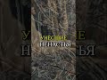 Запах счастья: Мелодия, которая трогает душу #shorts