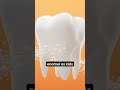 Scientists Just Found a Way to Regrow Teeth 🦷