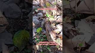 BUKIDNON EXPLORATION LOOKING FOR LEGIT TREASURE SIGN
