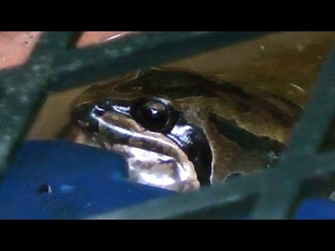 Australian Striped Marsh Frog, Sydney.