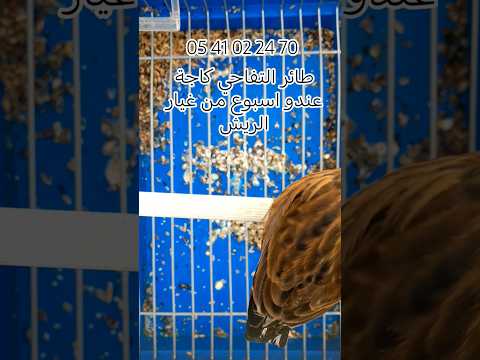 قسنطينة طائر التفاحي كاجة الله يبارك الحسون المقنين تربية الطيور تزاوج الحسون الجزائر 