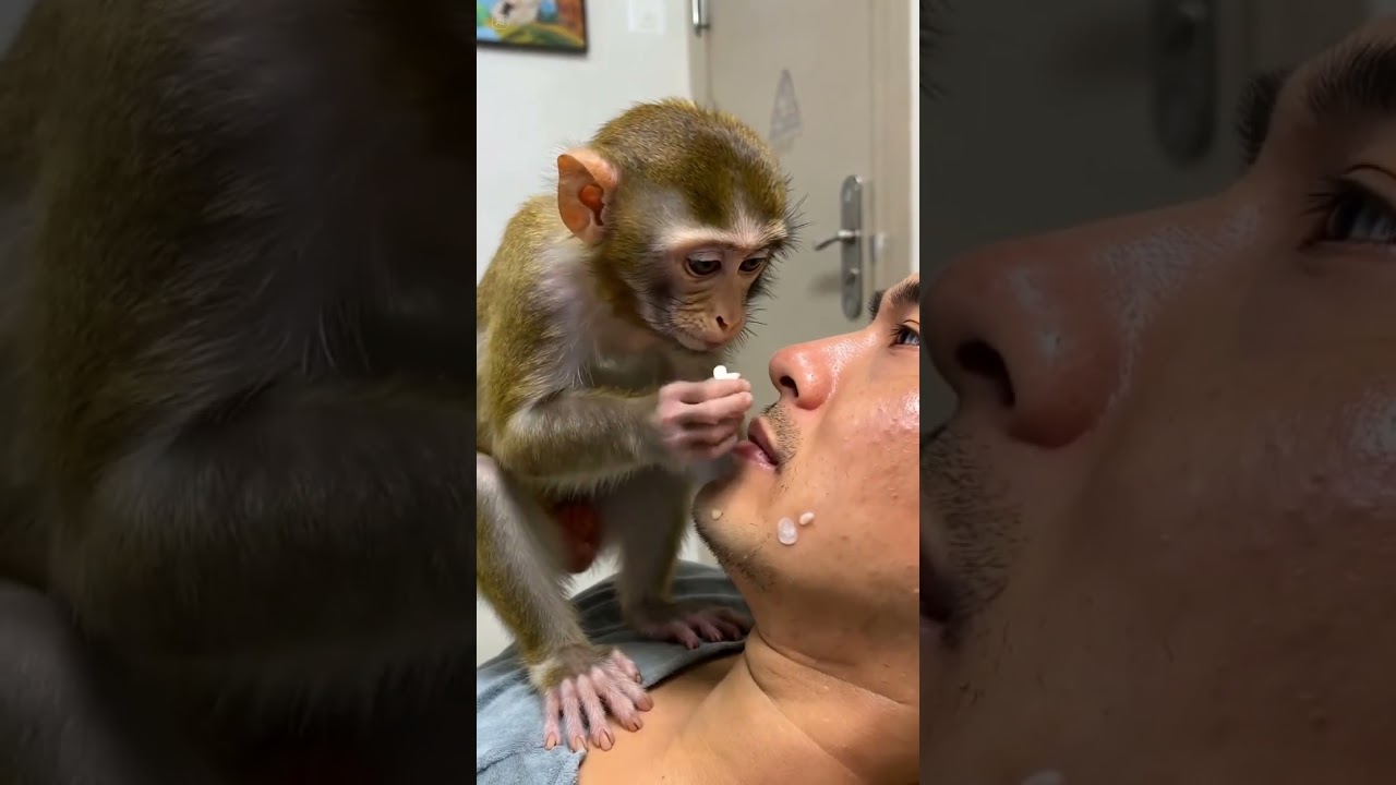 ASMR monkey grooming remove and eating pimple popping on man face