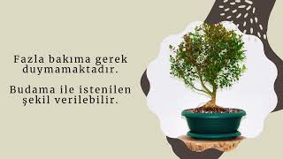 Bonsai Buxus Istekleri Nelerdir Ve Bakımı Nasıl Yapılmalıdır, Nasıl Yetiştirilir?