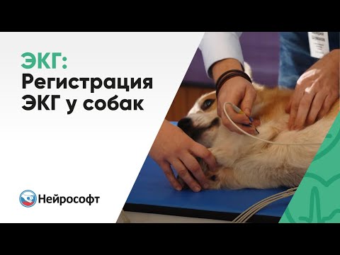 Регистрация ЭКГ у собак | Мастер-класс