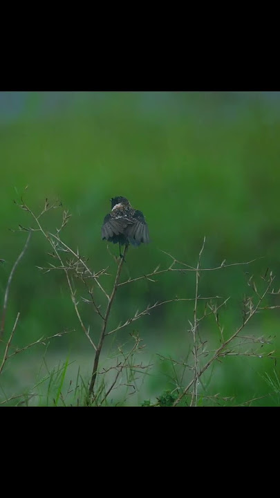 Amur Stonechat Short