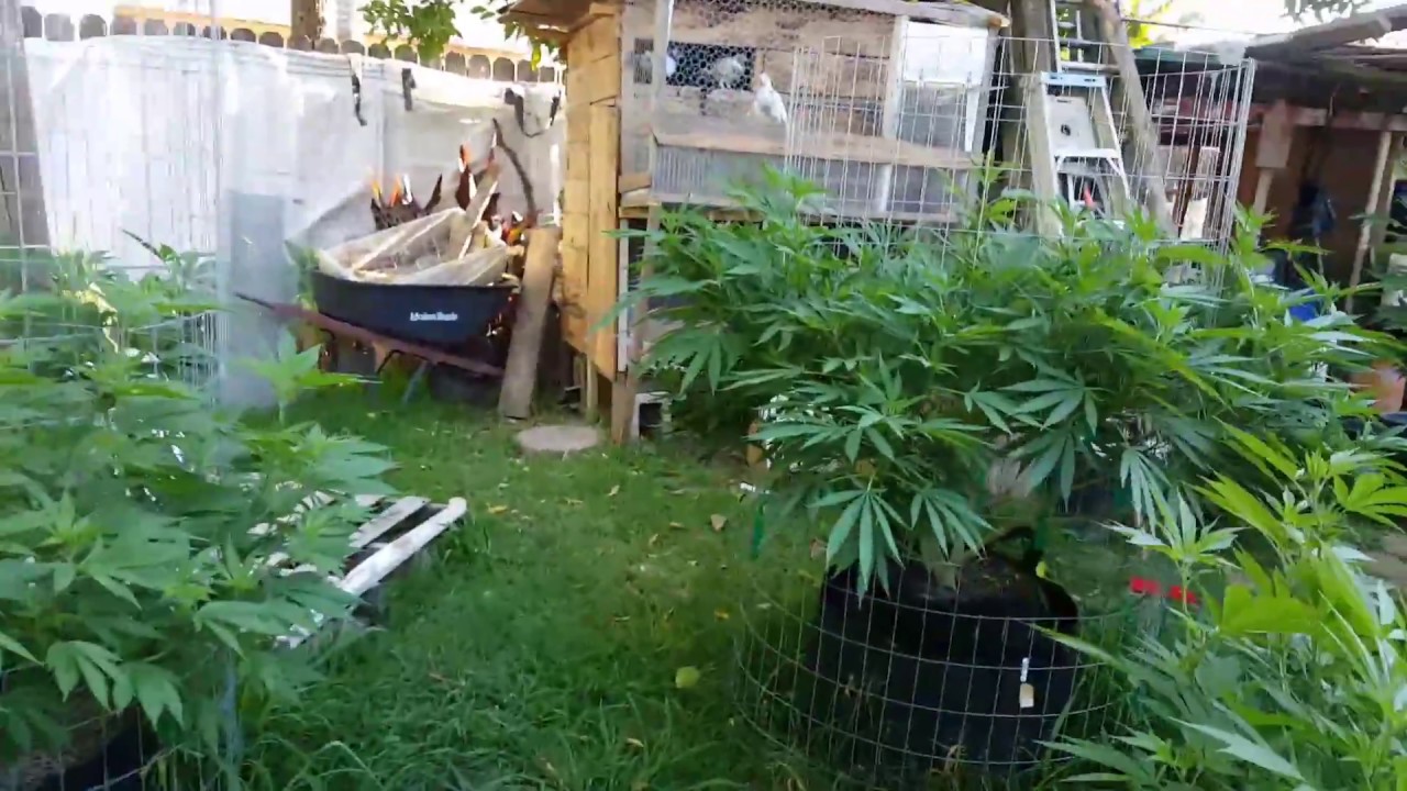 Outdoor grow 2017 part 6