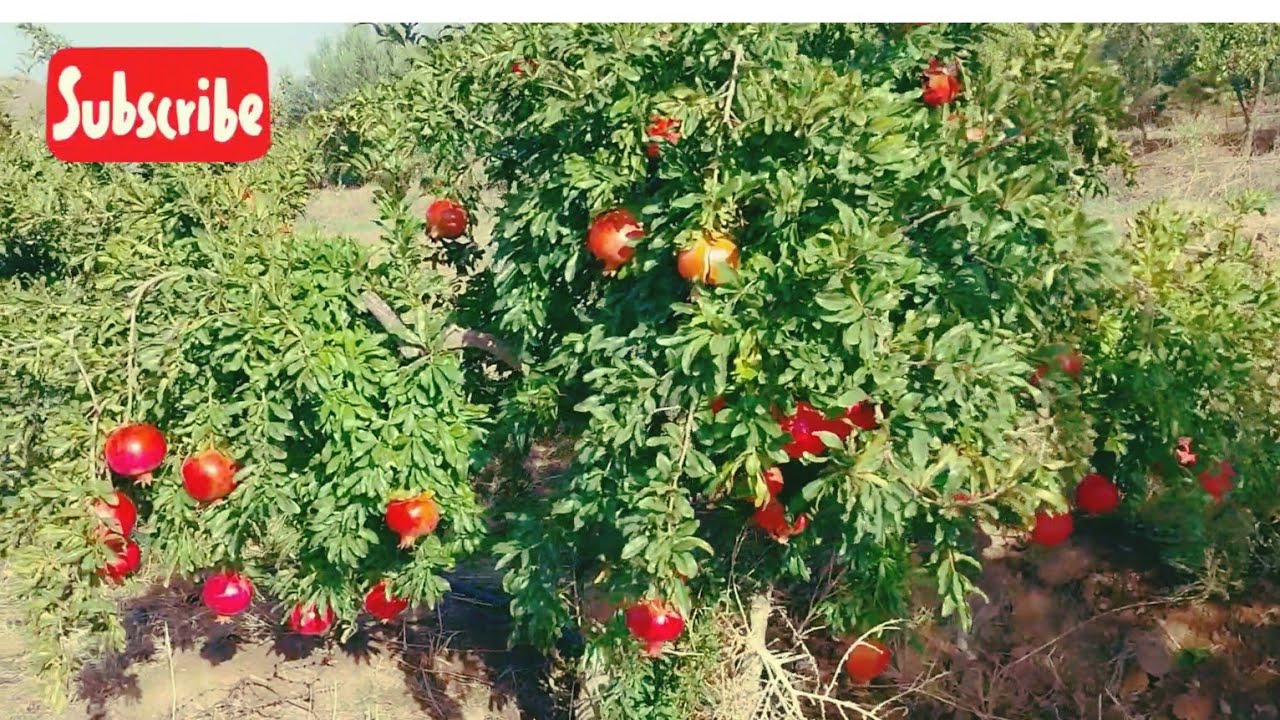 ارض فلاحية محفظة عبارة على فيرمة ممتازة  22 هكتار مدينة خنيفرة تمن البيع 12 مليون للهكتار الواحد