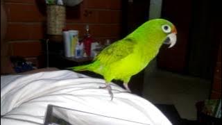Toribio cantando ' El baile del perrito '