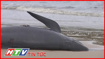 AUSTRALIA NỖ LỰC GIẢI CỨU ĐÀN CÁ VOI BỊ MẮC CẠN | HTV TIN TỨC