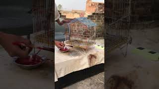 Restore parrot cage by red paint #restoration #trending #shorts #birds #asmr #satisfying #cage #rust