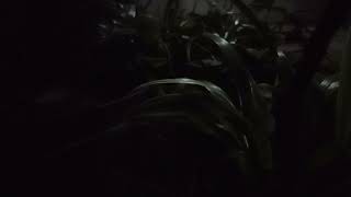 Download Lagu Relaksasi Suara serangga malam penghantar tidur MP3