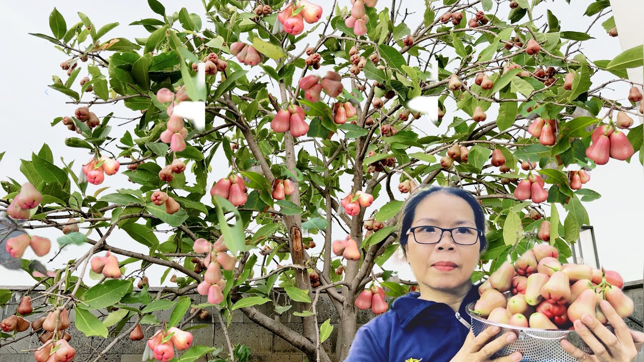 Hái mỏi tay với cây mận trên sân thượng,thật không ngờ luôn