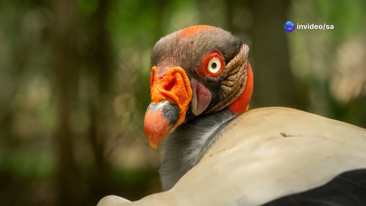 10 Giant birds of the Amazon You won't believes Exist !