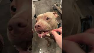 This made this dog refuse to eat his mom's chicken 