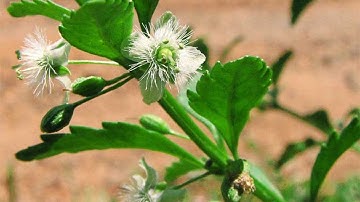 Cam Thảo Đất loại cam thảo dại mọc hoang Chữa 10 loại bệnh Cực Hay