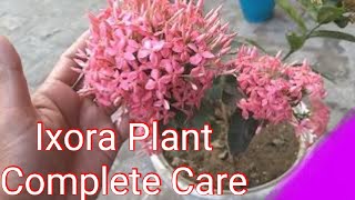 Ixora Plant Complete Care | How To Grow and Care Ixora | Dwarf Variety | Best Summer Flowering Plant