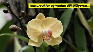 Orkide Tomurcuklarını Döküyor Neden?