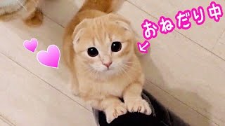 初めて猫缶を食べた子猫たちの反応が可愛すぎる！【マンチカン】