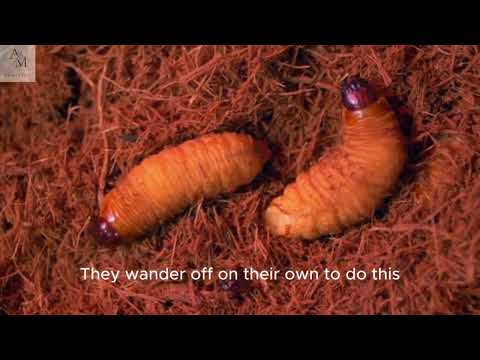Life Cycle of a Housefly | Realistic Educational Video