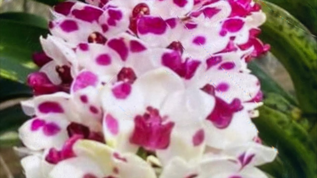 Shop Lan Thanh sự có Lan rung giá rẻ lh 0846383600