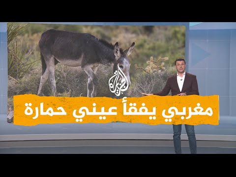 شبكات| مغربي يفقأ عيني حمارة لأكلها من حقله