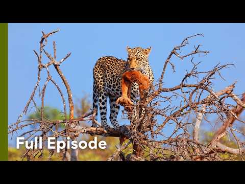 Desert Killers: Leopards and the Hunt for Life | Hot Life in Africa 102