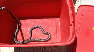 Big Rat Snake Rescue by CDArchives 54 views 5 years ago 43 seconds