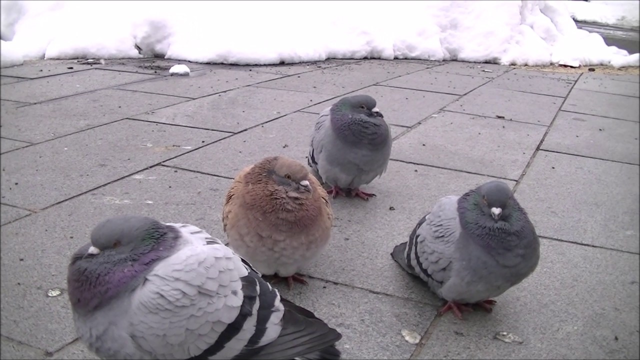 上可愛い 鳩 最高の動物画像