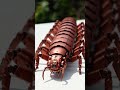 Capsule to Mechanical Centipede Transformation 🐛⚙️ | Hyper-Realistic AI ASMR