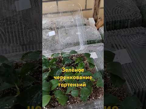 Адаптация черенков к