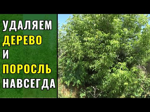 ГЕРБИЦИД УБИВАЕТ ВСЁ ЖИВОЕ.