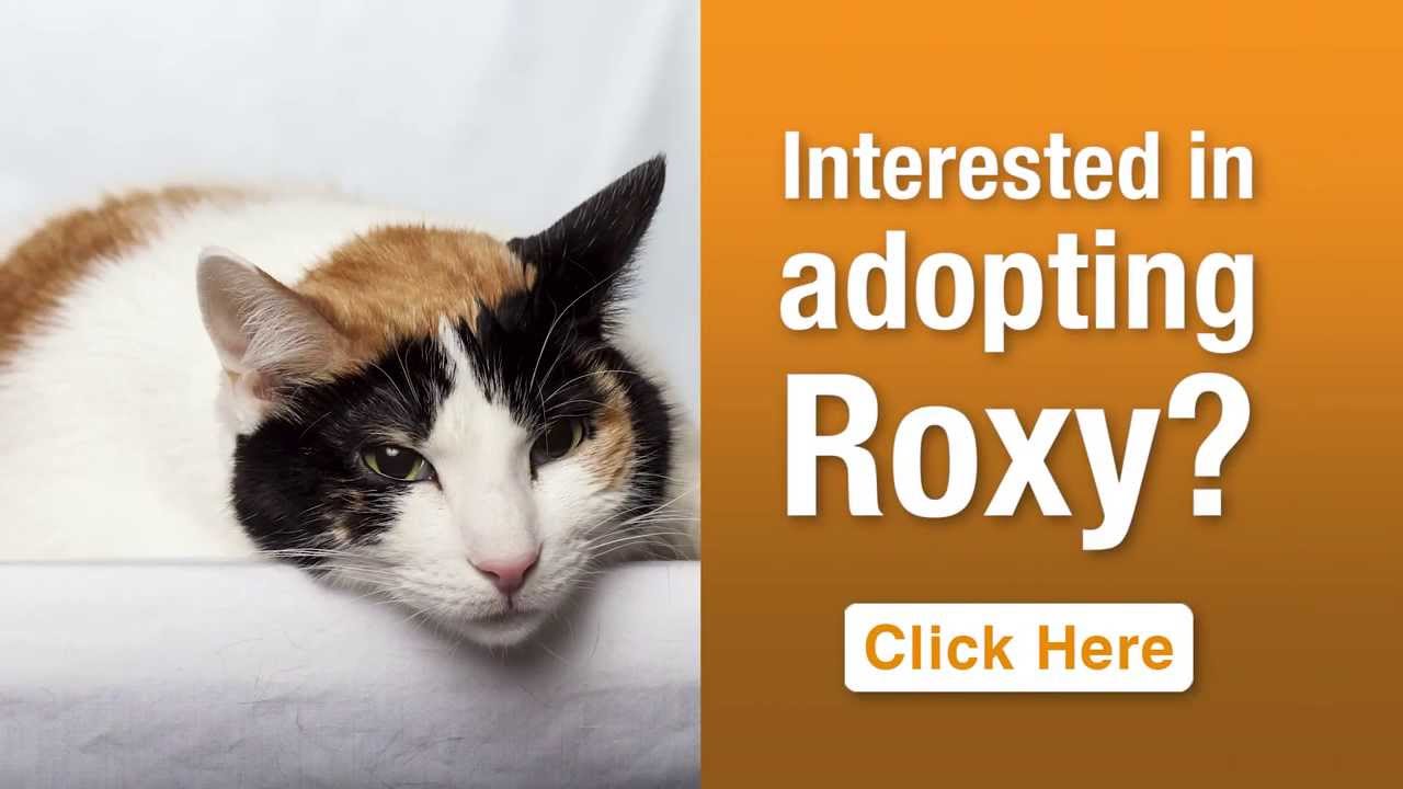 cute cats for sale ASPCA Pet of the Week: Roxy