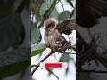 Gentle Sparrow Cuddles Chick After Spring Rain 💧 | #BirdFamily #NestLife #Sparrow #RainyDay #Wildlif