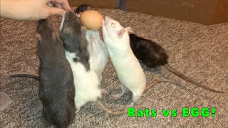 8 Rats vs 1 Boiled Egg!