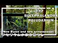 【ブセファランドラ-Bucephalandra】ブセ＋パルダリウム＝ブセリウムのある暮らし【新入荷でてんやわんや】