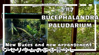 【ブセファランドラ-Bucephalandra】ブセ＋パルダリウム＝ブセリウムのある暮らし【新入荷でてんやわんや】