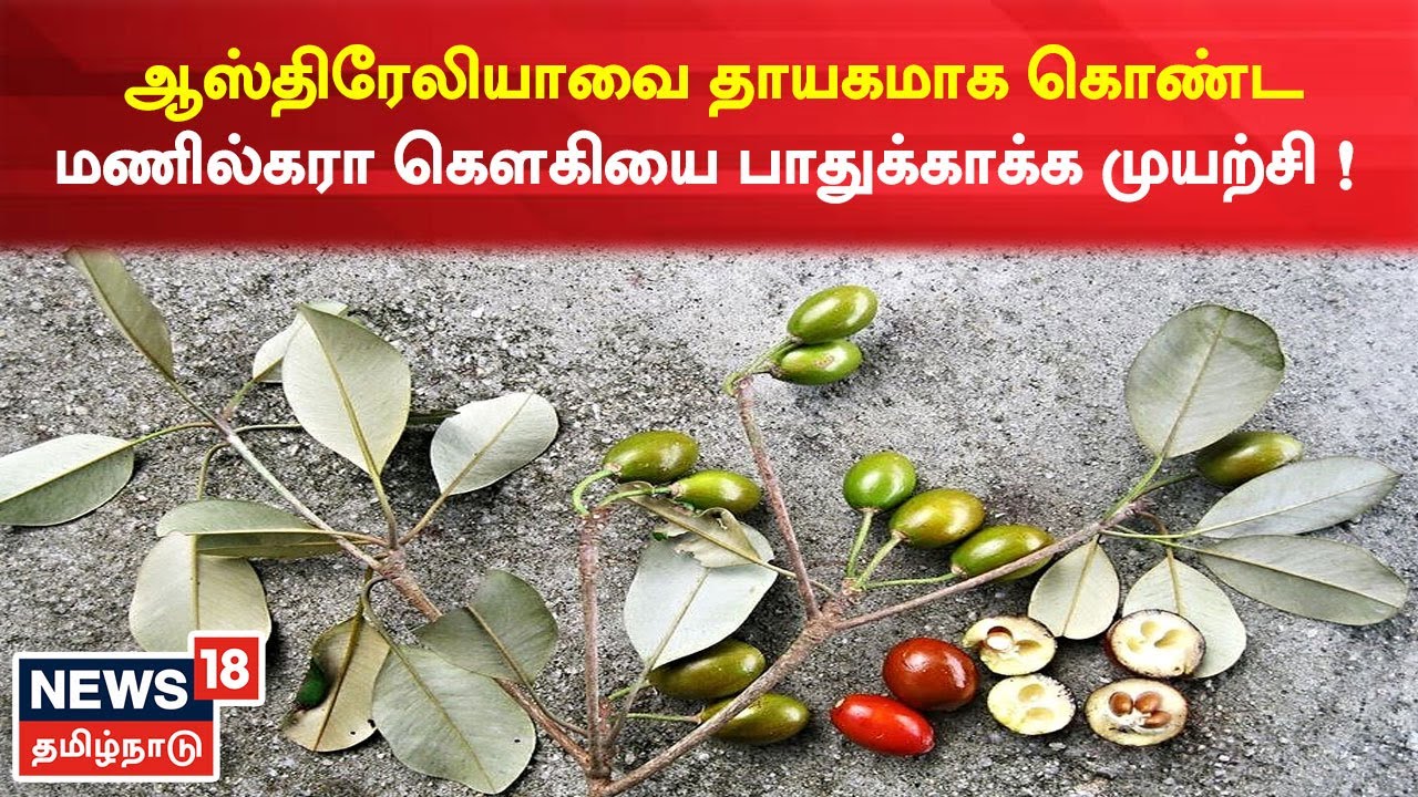 Australia Manilkara Kauki | மணில்கரா கௌகியை பாதுக்காக்க முயற்சி ! | Kovai News