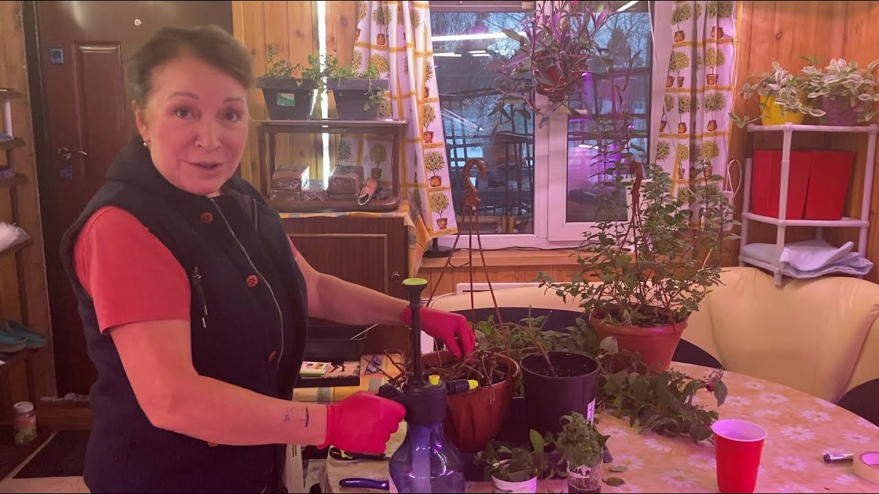 ФУКСИЯ: черенкование, обрезка и хранение зимой!