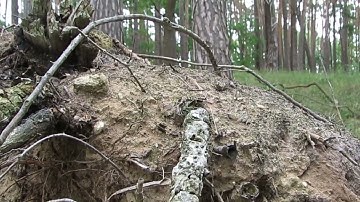 Can you see the butterfly? Vanessa cardui