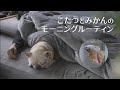【vlog】フレンチブルドッグこたつとベタのみかんのモーニングルーティン【ドッグランも行ったよ】