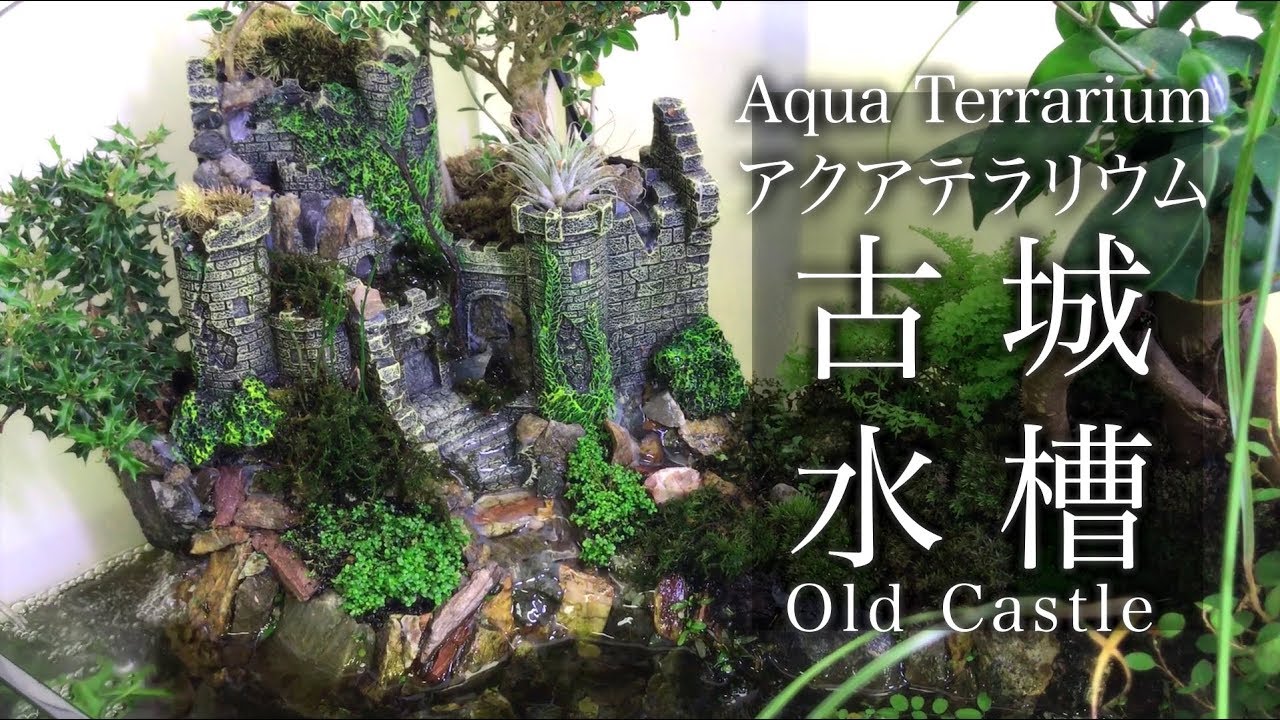アクアテラリウム滝の古城水槽1 Aquaterrarium Old Castleアクアリウム Youtube